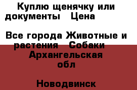 Куплю щенячку или документы › Цена ­ 3 000 - Все города Животные и растения » Собаки   . Архангельская обл.,Новодвинск г.